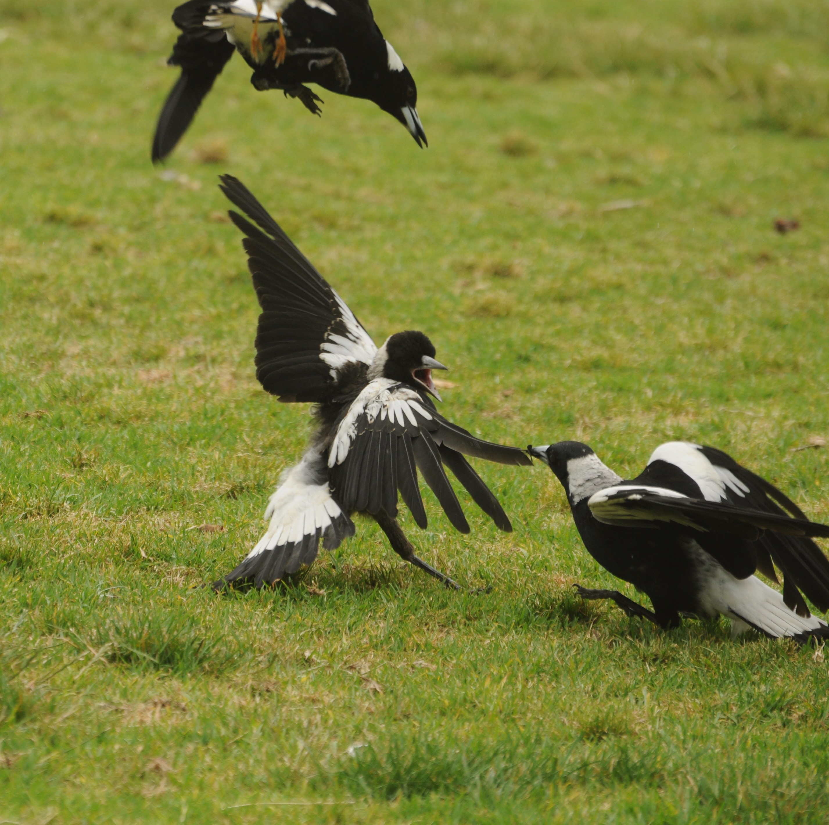 Australian Magpie